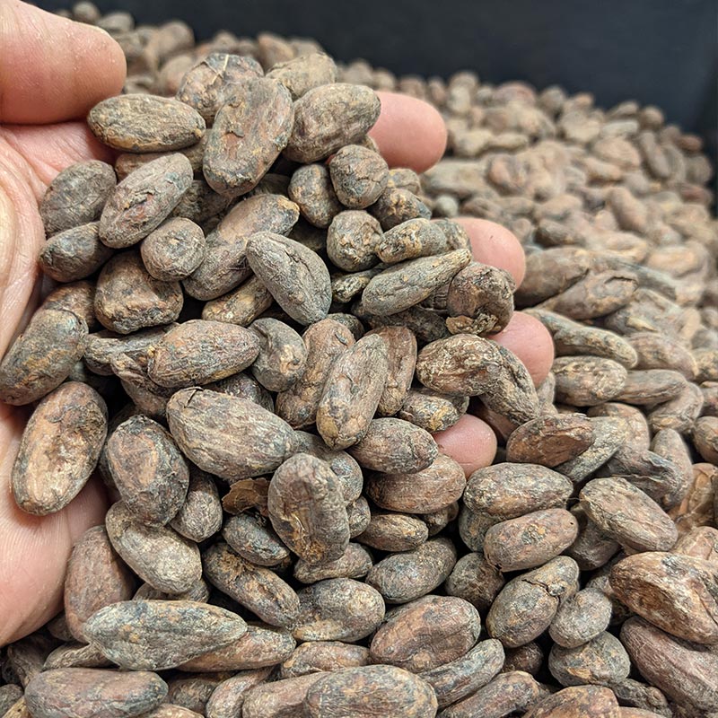 fèves de cacao